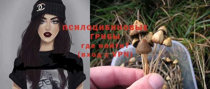 Галлюциногенные грибы Psilocybe  Люберцы 